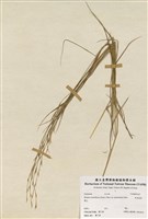 藏品(卑南雀麥)的圖片